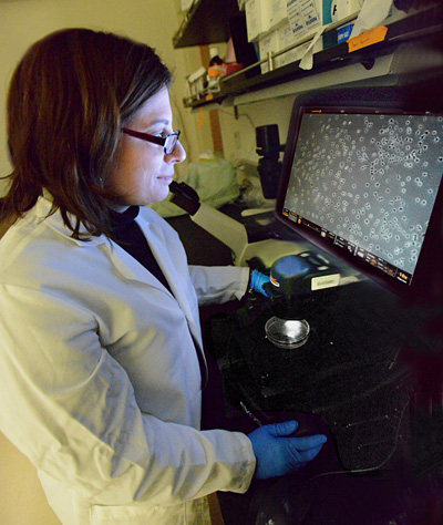 Daniela Kaufer views images of neurons and astrocytes in her lab. Photo: Peg Skorpinski